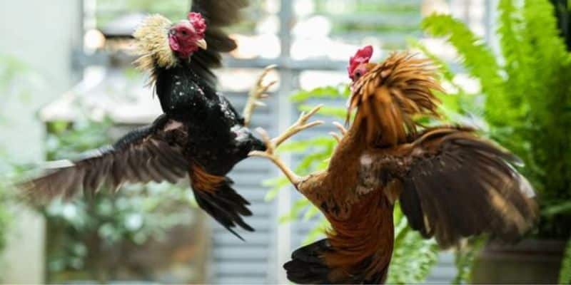 Kinh nghiệm chơi Đá gà 88 dành cho người mới