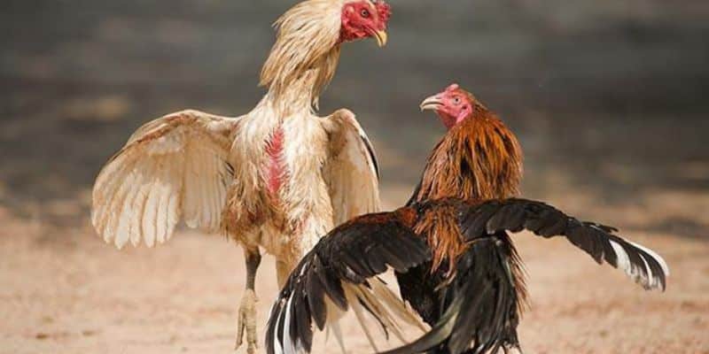 Cẩm nang chơi Đá gà 888 tại Sunwin cho người mới bắt đầu