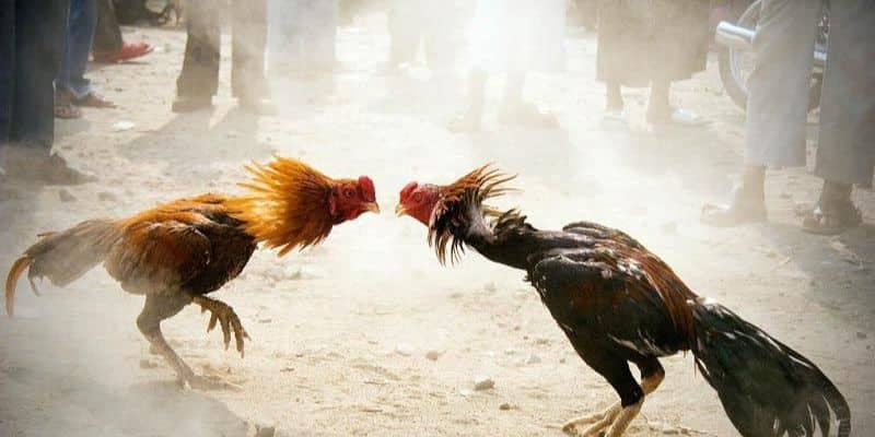 Bật mí bí quyết chơi Đá gà 888 tại Sunwin luôn thắng