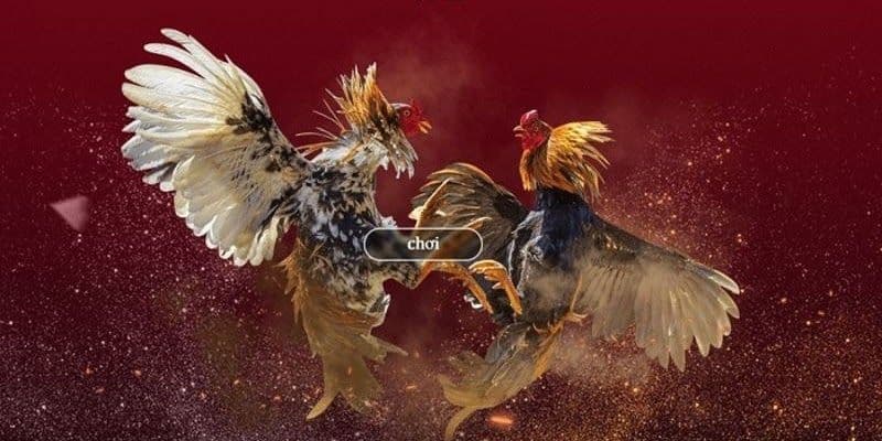 Ưu điểm vượt trội khi chơi đá gà