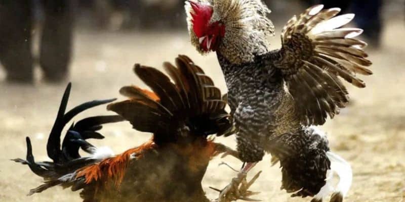 Những điều cần biết về các trận đá gà trực tiếp